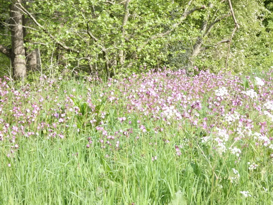 Red Campion