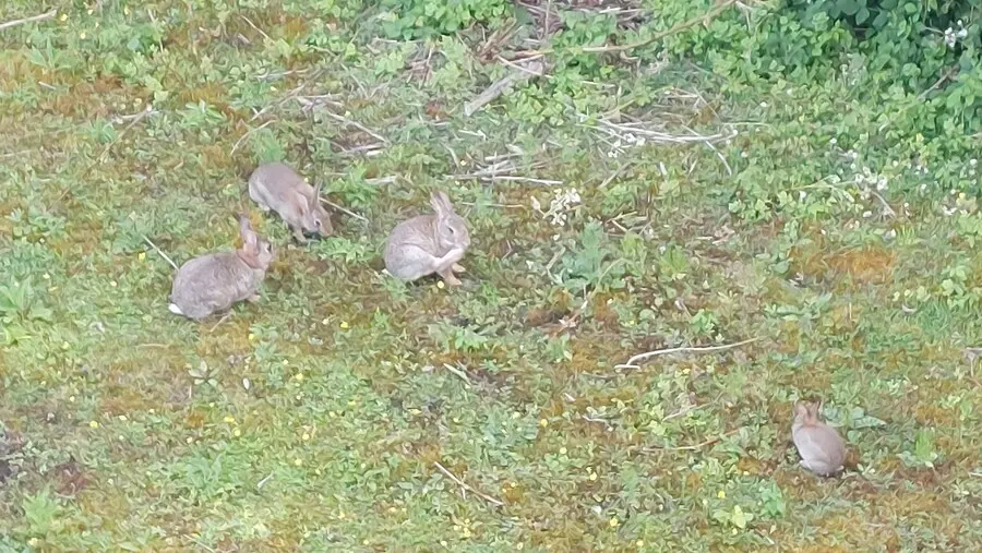 Rabbits