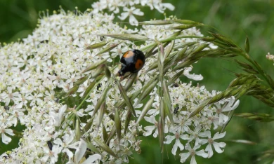 Harlequin Ladybird