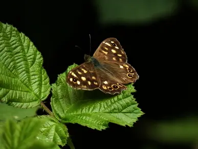 Speckled Wood
