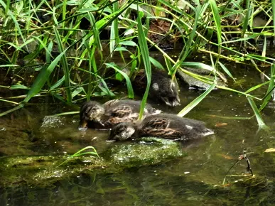 Ducklings