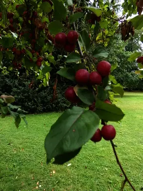 Crab Apples