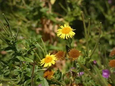 Fleabane
