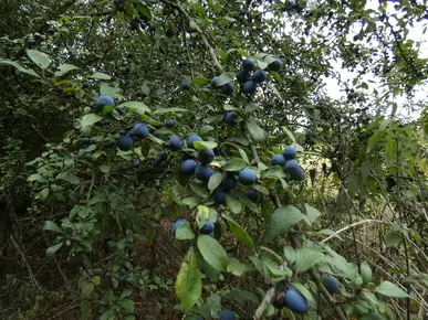 Sloes