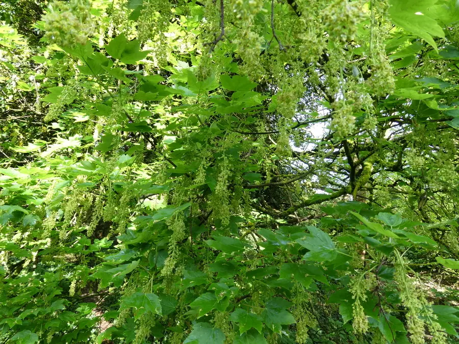 Field Maple