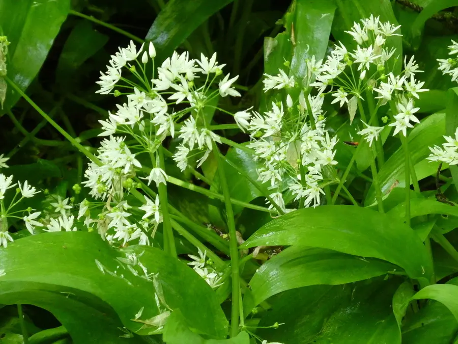 Wild Garlic