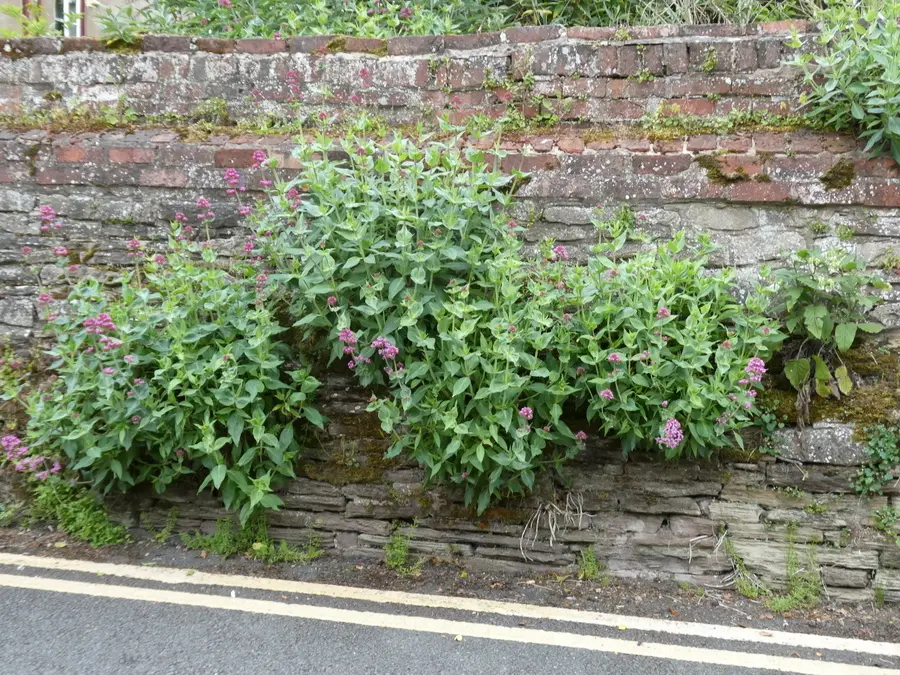 Red Valerian