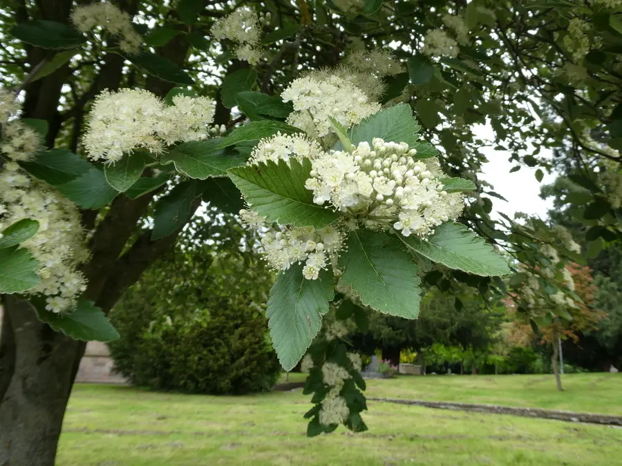 Whitebeam