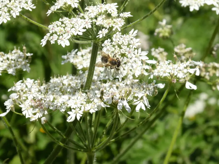 Bee on Umbellifer