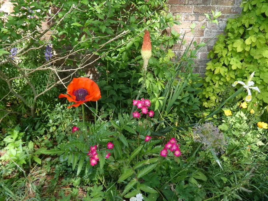 Kniphofia