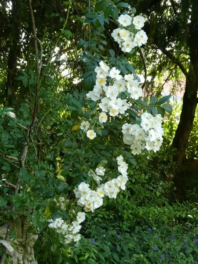 Rambling Rector