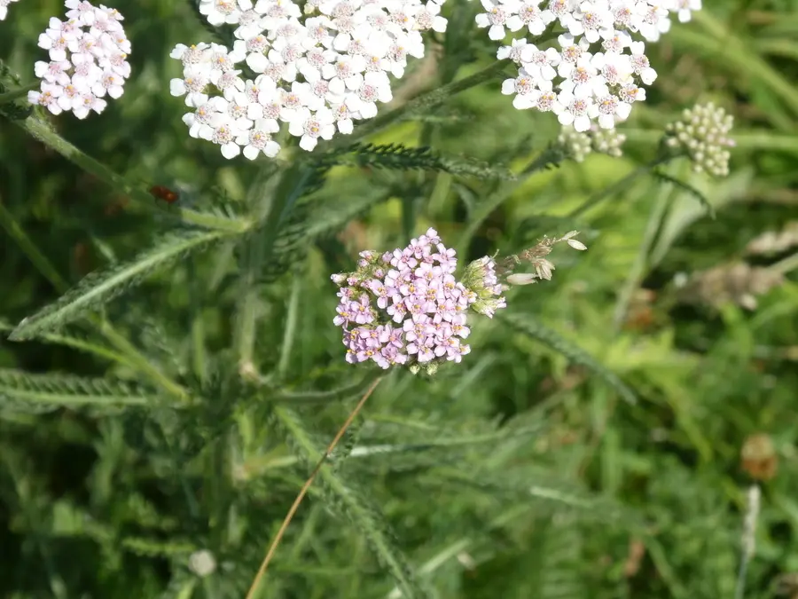 Yarrow