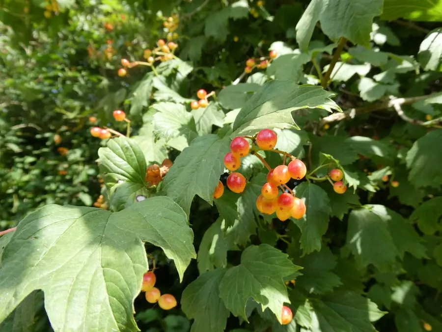 Guelder Rose