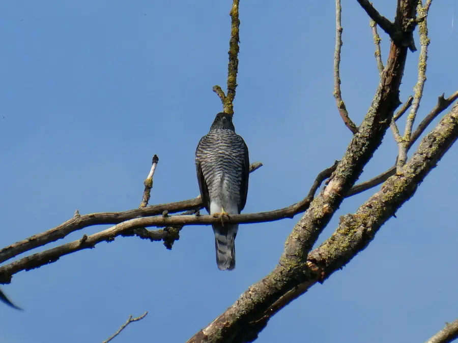 Sparrowhawk