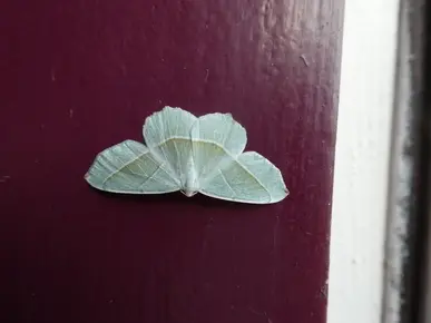 Moth