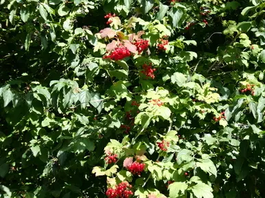 Guelder Rose