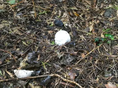 Giant Puffball