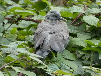 Collared Dove fledgling