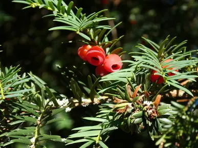 Yew