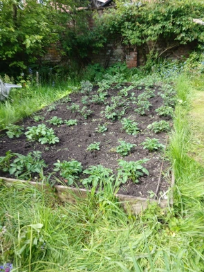 Potato Bed