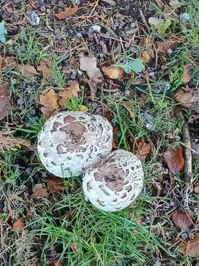 Shaggy Parasol