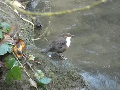 Dipper