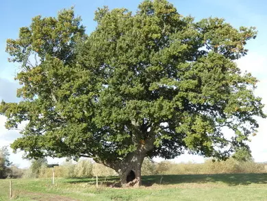 Oak