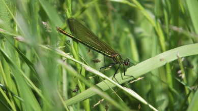 Female Beautiful Agrion