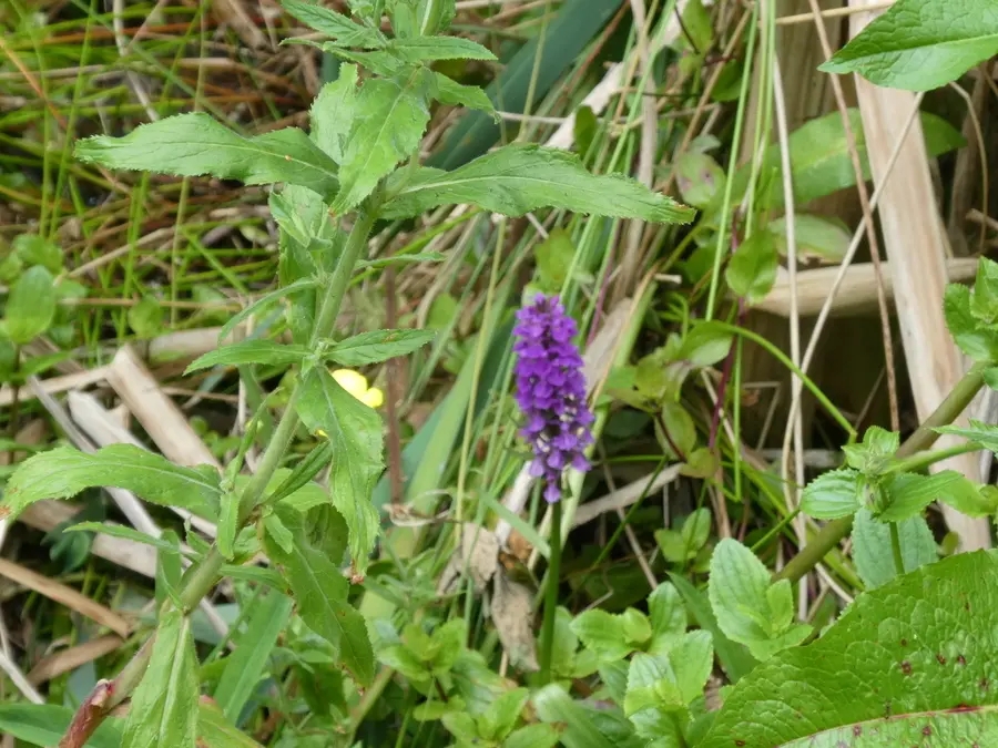 Marsh Orchid