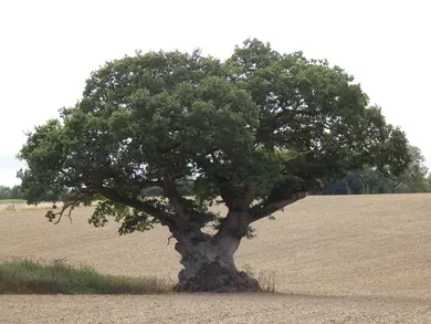 Oak