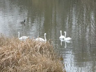 Mute Swans