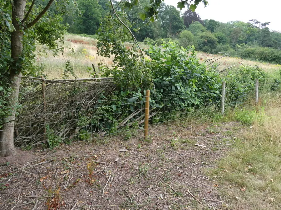 Hedge