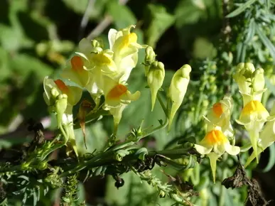 Toadflax
