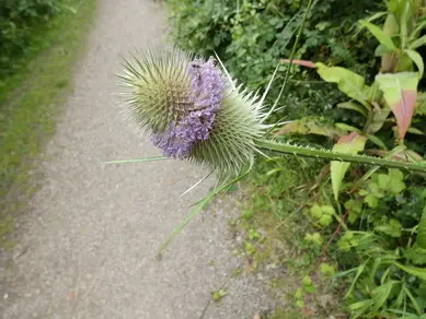 Teasel