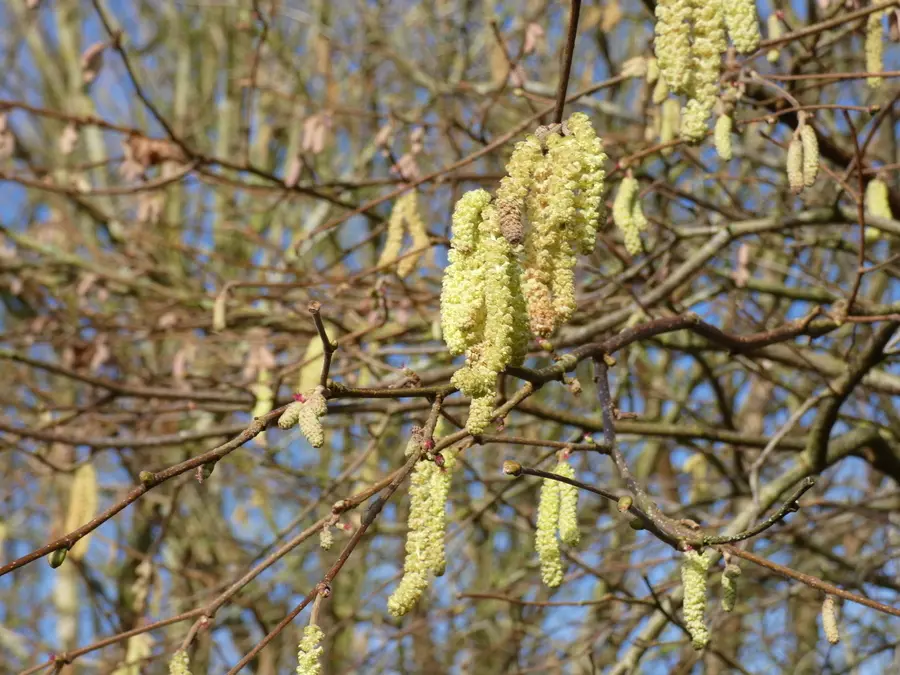Catkins