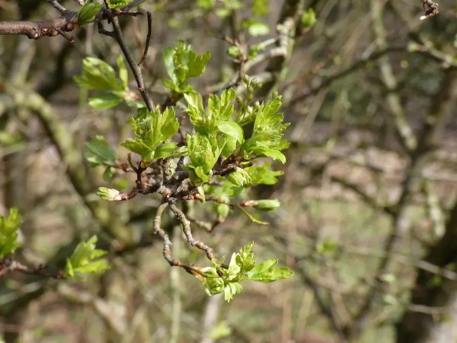 Leaves