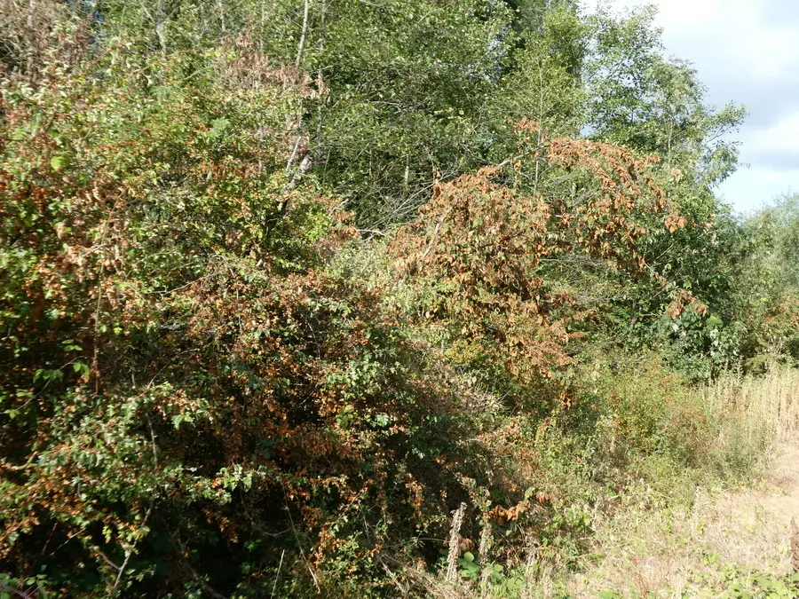Stressed Trees