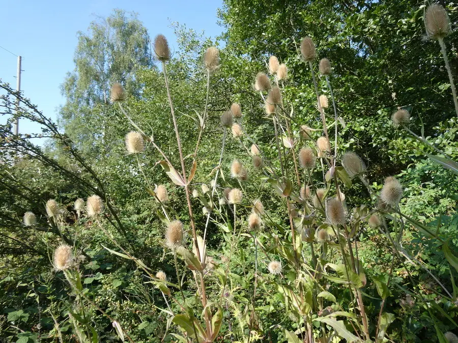 Teasels