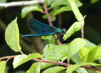 Beautiful Demoiselle