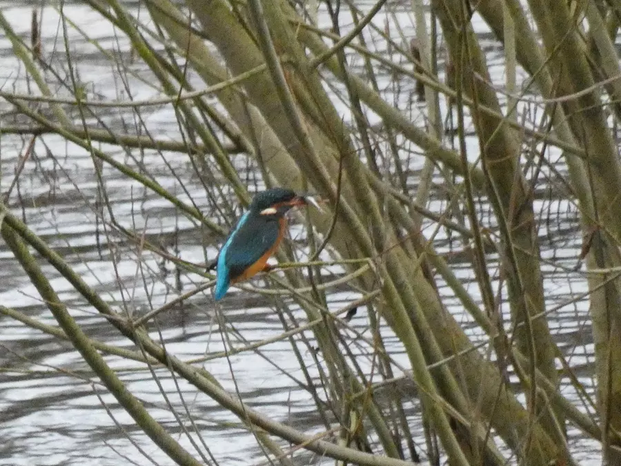 Kingfisher