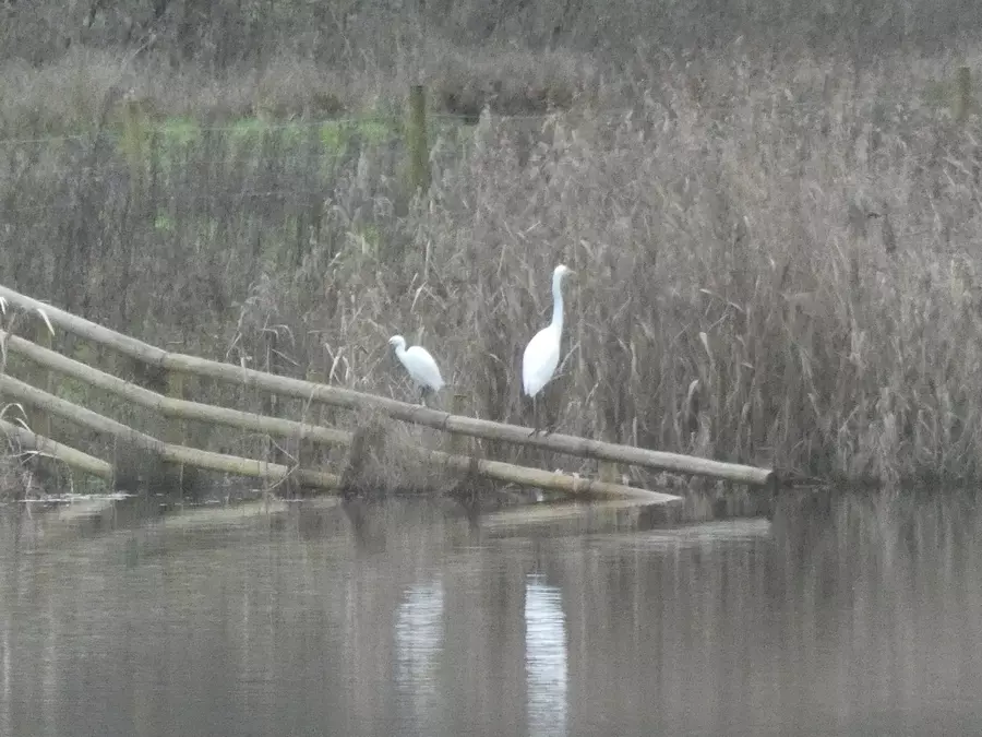 Egrets