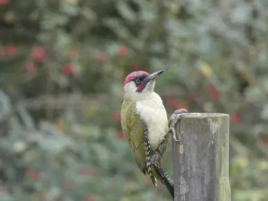 Green Woodpecker