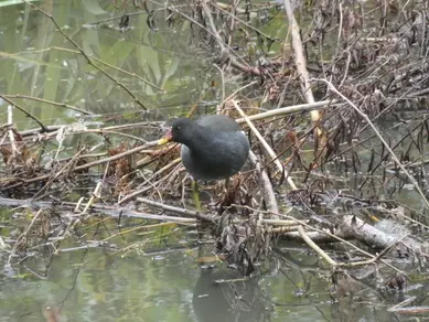 Moorhen