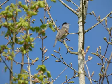 Blackcap