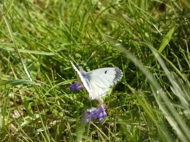 Small White