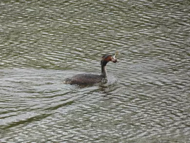 Grebe