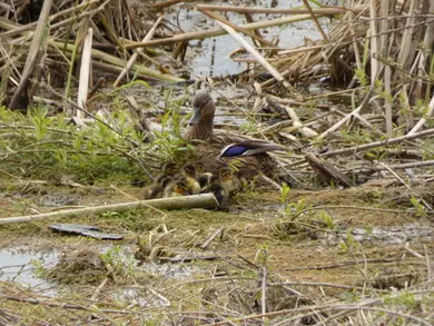 Ducklings