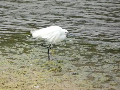 Little Egret