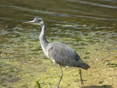 Heron