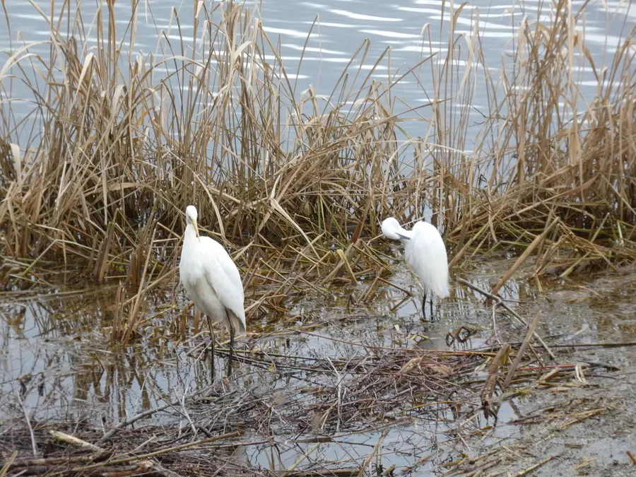 Egrets